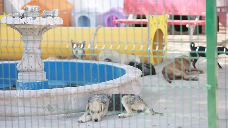 Perritos rescatados en el Centro de Atención Animal en la ciudad de Durango